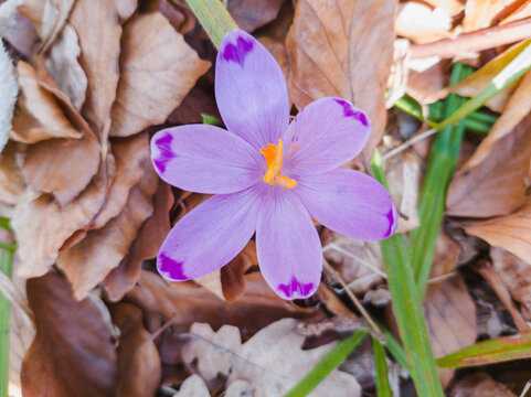 Closeup of a beautiful Crocus scepusiensis flower growing in a garden on a sunny day