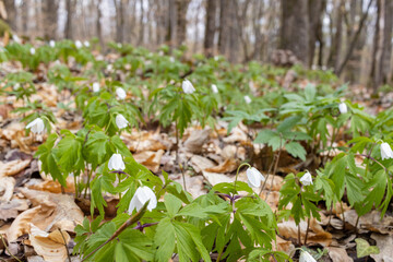 Closeup of white wood anemone flowers growing with green leaves in a forest