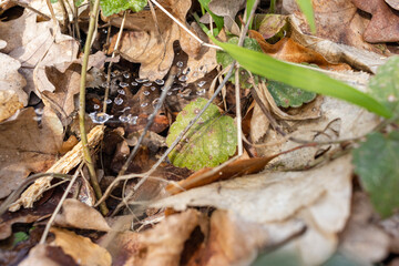 Closeup of fallen dried leaves on the ground covered with frost