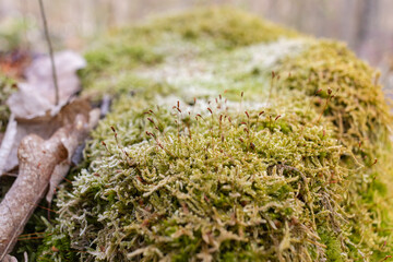 Fototapeta na wymiar Closeup of tree stump covered with moss in a forest