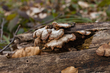 Closeup of a tree stump covered with mushrooms in a forest