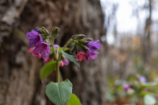 Closeup of purple Pulmonaria obscura flowers growing with green leaves in a forest