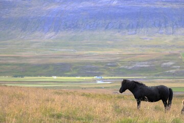 View of a beautiful Icelandic pony in a field with dry grass