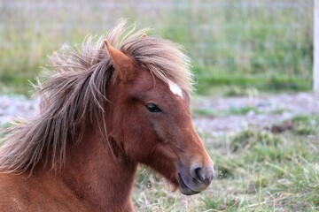 Closeup of a beautiful pony in a field on a windy day