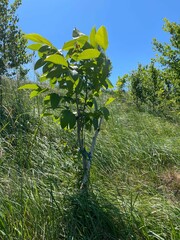 Vertical shot of a young tree in an agricultural field