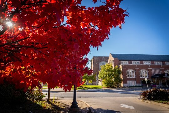 Red leaves against the Purdue University in autumn in West Lafayette, Indiana