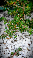 Vertical closeup shot of blooming branch of a Cotoneaster