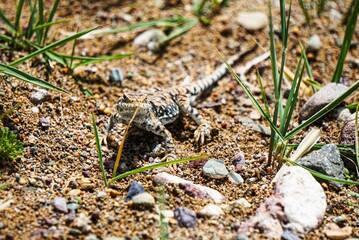 Closeup shot of a Phrynocephalus crawling on the rocky ground under sunlight