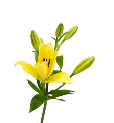 Obraz premium Yellow lily flowers on a white background