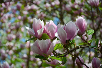 biało-różowe kwiaty magnolii na drzewie, Magnolia, magnolia flowers against the blue sky, magnolia pink flowers on tree, blossoming magnolia with of pink and white flowers on a sunny blue in spring 