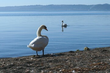 Beautiful shot of swans by Bracciano's Lake near Rome, Italy