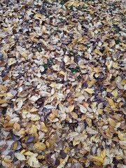 Heap of Autumn leaves falling on the ground