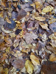 Autumn leaves that have fallen from the tree
