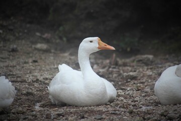 Closeup shot of a white goose sitting on the ground