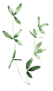 Watercolor Illustration Floral Element Wildflower Leaf. Botanical illustration for invitation and social media.
