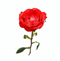 Obraz premium Bunch of rosy roses isolated on white