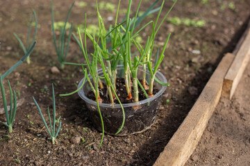 Growing green onion salad at home.