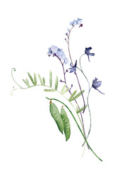 Watercolor Bouquet of Forget-me-nots, Pea Pod and Leaves. Botanical illustration for invitation and social media.