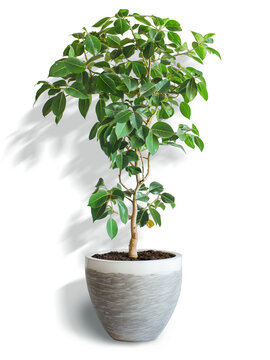 ficus in a pot isolated with shadows