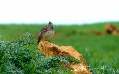 Cute bird sitting on a rock in a green field