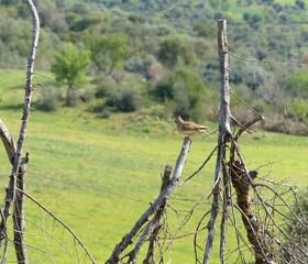 View of a small bird perched on a branch