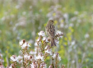 Closeup shot of a sparrow perched on flowers in the field