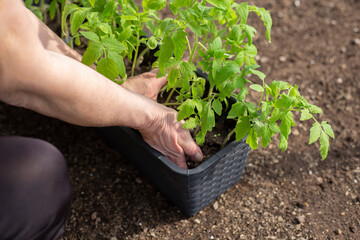 Young woman hands holding green, small tomato plant with ground. Early spring preparations for garden season. Closeup. Point of view shot.
