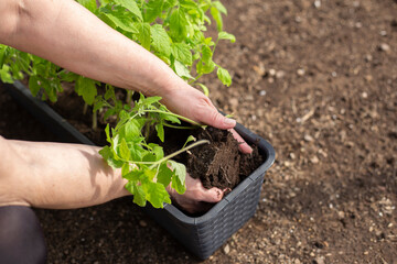 Young woman hands holding green, small tomato plant with ground. Early spring preparations for...