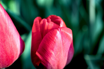 Tulips on a green bokeh background.