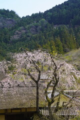 桜に囲まれた古民家　史跡賀名生皇居 - obrazy, fototapety, plakaty