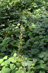 Ground growing tropical kudzu vines raised up by Intertwined and twisting the stem together - obrazy, fototapety, plakaty