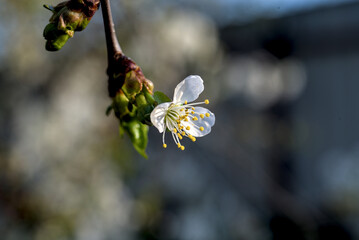 Close up of blossom on a flowering cherry tree in the spring.
