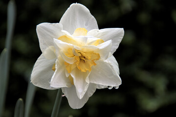 Spring-Flowers-Narcisses-Munich-Westpark, Growing flowers in the spring in the park