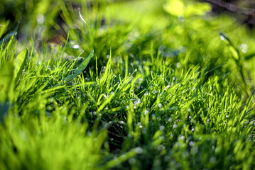 Green grass with dew in the morning