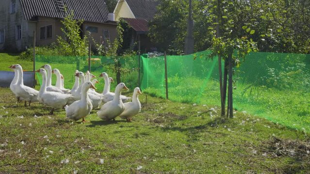 White domestic geese in a free range farm. Geese walk along green grass along a their corral. Concept poultry farming.