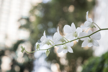 white orchids is considered the queen of flowers in Thailand.