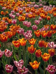 Fototapeta premium Vibrant display of tulips in full bloom fills image, showcasing mesmerizing blend of colors, natural beauty. Flowers, basking under gentle embrace of sunlight.