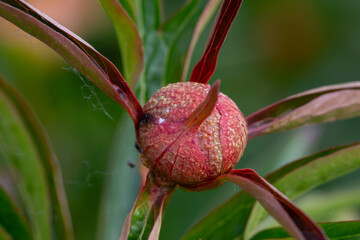 Close-up of the bud of a peony flower (Paeonia)