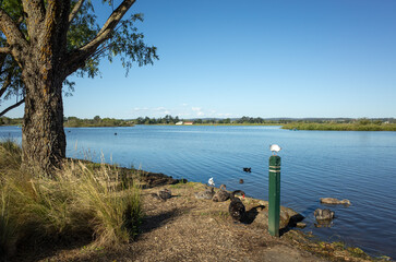 Lake Wendouree in Ballarat with a picturesque lakeside view, local wildlife and lush greenery. It...