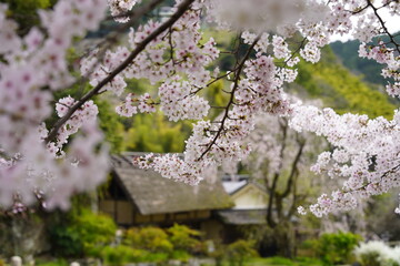 桜に囲まれた古民家　史跡賀名生皇居