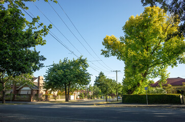 Fototapeta premium a quiet suburban road with large and mature trees, and charming Australian suburban or country houses in the late afternoon. A cozy and Quiet Corner of a street in a residential neighborhood.