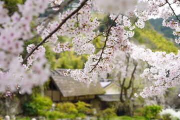 桜に囲まれた古民家　史跡賀名生皇居