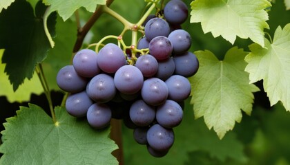 AI generated photo of a cluster of grapes nestled in green leaves
