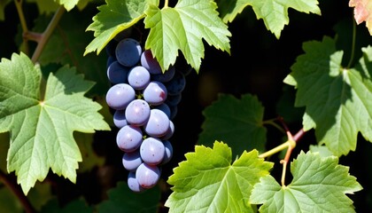 AI generated photo of a cluster of grapes nestled in green leaves
