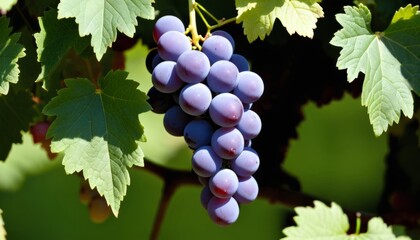 AI generated photo of a cluster of grapes nestled in green leaves
