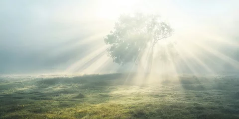 Fotobehang Ethereal Sunrays Piercing Morning Mist Around Solitary Tree in Pastoral Landscape © NS
