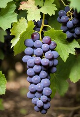 AI generated photo of a cluster of grapes nestled in green leaves
