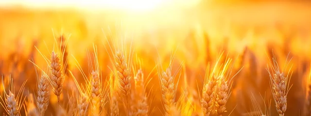 Küchenrückwand glas motiv A golden wheat field in close-up. Beautiful natural landscape at sunset. Rural landscape under bright sunlight © Goolya