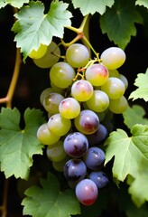 AI generated photo of a cluster of grapes nestled in green leaves
