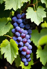 AI generated photo of a cluster of grapes nestled in green leaves
